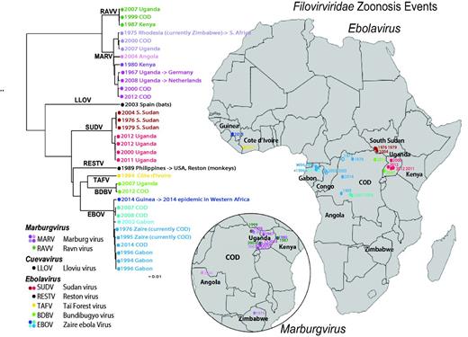 Human outbreak map and phylogeny of filoviruses. Using just the concatenated coding regions of the 34 one-per-outbreak sequences from the database (excluding the non-coding regions as they vary in length, and are very difficult to reliably align across species), we reconstructed the phylogeny of all filovirus outbreak sequences (see also Supplementary Figure S1), using the PHYML web interface provided through the HFV database (37) (http://hfvdev.lanl.gov:9100/content/sequence/PHYML/interface.html). Here, the year and the country name for each sequence are given to highlight the timing of a source of the sampled outbreak. Details concerning the sequences included in this tree and phylogenetic methods are shown in Supplementary Figure S1. If a virus was contracted by an individual while visiting a country, but discovered upon return to their own county, it is labeled with an arrow. For example a South African was infected with Marburg virus while visiting Rhodesia (now Zimbabwe) in 1975, and so the taxon representing this infection is labeled ‘ZW -> ZA 1975’ where ZW is the ISO 2 letter code for Zimbabwe, ZA is the code for South Africa, and 1975 is the year of sampling. It corresponds to the point in Zimbabwe on the Marburg inset map, labeled 1975. Of note, if the year of sampling of the sequence in the tree is later than a corresponding year in the map, it is because the disease outbreak spanned a year. For example, the 2013–15 EVD outbreak in Western Africa began with an index case infected in December 2013, so it is labeled 2013 on the map; as the first samples that were sequenced were obtained in March 2014, 2014 is indicated in the tree. The geographic source of each sequence and the time of sampling were used to associate the sequences with the disease outbreak lists (CDC links). Several of the human disease outbreaks listed by the CDC did not have a corresponding sequence, and those are noted with a year in the map, but are represented as open oval; filled ovals represent disease outbreaks with a corresponding sequence. In some cases the precise location of an outbreak is not known; for instance, the location within Uganda where the African Green Monkeys that first carried MARV to Germany is just represented by a point in Uganda; some outbreaks were only noted to be within a particular province. Viruses from different species are assigned different colors, and clades representing phylogenetically closely related sequences are indicated by similar colors.