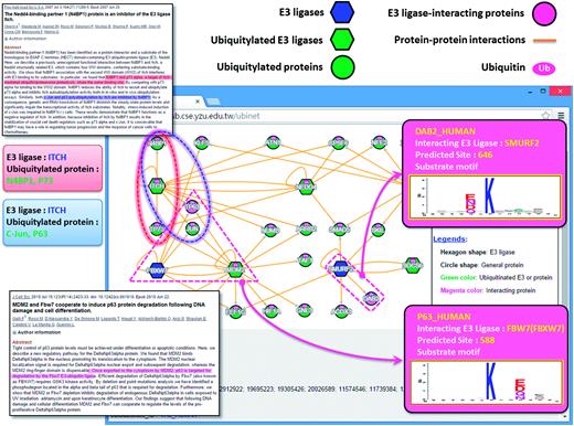 A case study exploring the regulatory network between E3 ubiquitin ligases and ubiquitylated substrates.
