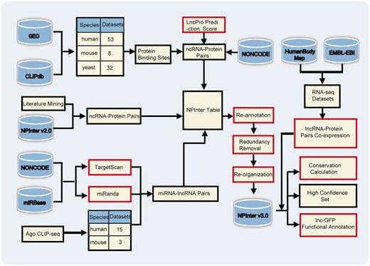 Workflow to collect interactions in NPInter v3.0. Red rectangles indicate that these steps need computational processing. Refer to main text for details. 169 × 123 mm (300 × 300 DPI).