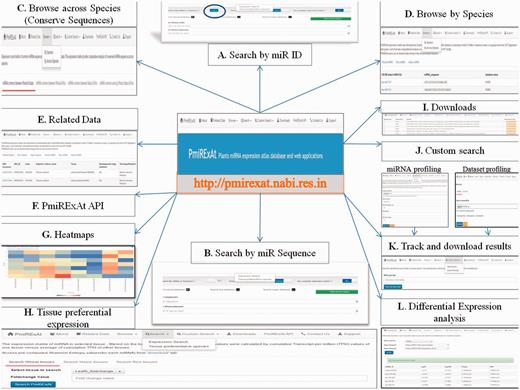 PmiRExAt features (web screen shots). (A) Search by miR ID: meant to search a miR expression by providing the miRNA Id. (B) Search by miRNA sequence: meant to search a miR expression by providing the miRNA sequence as available in miRBase (release 20, 21), PMRD, PNRD or as given in added publications. (C) Browse expression of conserved miRNA: sequences across wheat, rice and maize. (D) Browse expression of individual miRNA: in all datasets of particular species. (E) Related data: information of datasets and the miRNA sequences can be explored hereby using hyperlinks of miRNA and datasets. (F) PmiRExAt API: to use PmiRExAt API, user need to create a web service client in respective platform/language in which user want to use PmiRExAt API. (G) Heatmap: expression visualization is supported by heatmaps which is based on log TPM values. (H) Tissue preferential expression: the expression matrix of miRNA in selected tissue, filtered on the basis of fold change. (I) Download section: the pre-computed matrixes of all data and information of datasets can be downloaded here. (J) Custom search: this is a advanced feature enabling users to profile expression of novel miRNA against available 117 datasets or profile 73 plant species miRNA in user uploaded new dataset. (K) Job tracking: as user submit the job, system generates a key which is useful in tracking the job status and downloading the results. (L) DE analysis: search DE of miRNA by choosing dataset pair or browse DE between pair of control verses condition libraries.