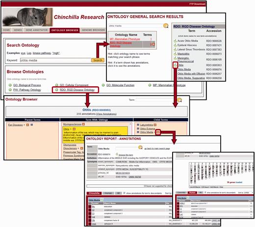 Ontology Browser and Search. Genes with related functional attributes can be retrieved using the CRRD Ontology Browser and Search Tool. A keyword search in the tool will return a scoreboard listing the ontologies with matching terms (top). Select an ontology to see the list of matched terms, to access an ontology report or to begin browsing at a specific term. Alternatively, users can utilize the ontology browser, accessed from the name of the ontology on the main search page or by clicking a leaf icon on the search results page, to navigate up or down the tree to find their term of interest (middle). CRRD Ontology Report pages, accessed via the ‘A’ icon in the browser or the term in the search results, display details of the selected term (bottom left) as well as lists of chinchilla, human or all genes annotated to the selected term and/or its more specific child terms. In addition to the gene list, human genes are graphically displayed at their positions relative to the human karyotype (bottom right) in a whole-genome display on the human-specific results page.