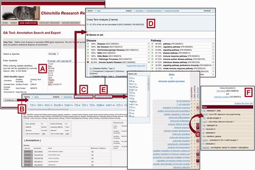 Gene Annotator Tool. The CRRD Gene Annotator (GA) Tool takes a list of gene symbols, CRRD IDs, nucleotide and protein accession numbers, NCBI Gene IDs or Ontology IDs ( A ) and returns the corresponding list of chinchilla or human genes. Results are shown as reports for individual genes ( B ), including functional annotations for the gene and its ortholog, and a list of external database IDs with links to the information at those sites. The Annotation Distribution function ( C ) displays the percentage of genes from the input list which have annotations to categories and/or specific terms in each functional domain (i.e. disease, pathway, biological process, etc.). Select a term, such as ‘Immune System Diseases’, to see the genes from your list that are annotated to that term or to a more specific child term, or select multiple terms to see the genes annotated to all selected terms. Here the terms ‘Immune System Diseases’ and ‘infectious disease pathway’ were selected using the check boxes in the term lists. The Cross Term Analysis results ( D ) show that 47.22% of the list (17/36 genes) are annotated to both. Options are given to explore these gene subsets further. The GA Tool's Comparison Heat Map function ( E ) allows users to browse through two ontologies to see the genes at the intersection of these ontologies at multiple levels. The darker the square in the display, the more genes in the list which have annotations from the ontology branches represented by that column and row. Click a square to see the list of genes represented. The example here shows the list of 11 chinchilla genes which are annotated to both the disease term ‘Otitis Media’ and the Gene Ontology term ‘leukocyte activation’ ( F ).