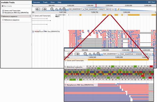 Chinchilla Genome Browser. The ‘Available tracks’ in the CRRD JBrowse genome browser include ‘Genes and Transcripts’, an RNA-Seq BAM alignment for nasopharynx, and the genomic reference sequence. Users can search for a scaffold position or for a gene symbol to navigate to that region of the genome. Navigation buttons allow the user to scroll through the region and zoom in or out to refine their view. The genes and transcripts track shows the intron/exon structure of the gene and, where applicable, any predicted splice variants. The RNA-Seq track displays the BAM alignments for short read RNA sequences from chinchilla nasopharynx. When zoomed in sufficiently, the ‘Reference Sequence’ track shows the reference DNA sequence and the corresponding predicted amino acid sequences in all six reading frames (insert).