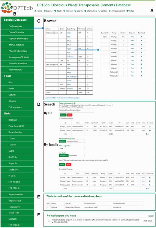 Interface and some functional sections of DPTEdb. (A) Top menu of DPTEdb. (B) Side menu of DPTEdb. (C) Browsing interface of database DPTEdb. (D) Searching interface of DPTEdb. (E) A table embedded in the DPTEdb, containing the information of the commonly studied dioecious plants. (F) Related publications and news.