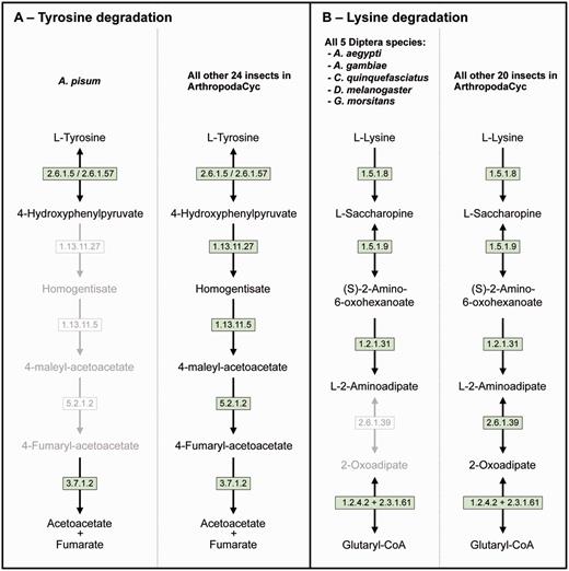 Two examples of insect pathway differences identified using ArthropodaCyc. (A) Pathway of tyrosine degradation, comparison between A. pisum and the other insects of ArthropodaCyc; (B) Pathway of lysine degradation, comparison between the five species of Diptera and the other insects of ArthropodaCyc. In each pathway, green coloured enzymes are present, while grey enzymes and reactions are absent. Enzymes: 1.13.11.5 = homogentisate 1,2-dioxygenase; 1.13.11.27 = 4-hydroxyphenylpyruvate dioxygenase; 1.2.1.31 = L-aminoadipate-semialdehyde dehydrogenase; 1.2.4.2 = oxoglutarate dehydrogenase (succinyl-transferring); 1.5.1.8 = saccharopine dehydrogenase (NADP+, L-lysine-forming); 1.5.1.9 = saccharopine dehydrogenase (NAD+, L-glutamate-forming); 2.3.1.61 = dihydrolipoyllysine-residue succinyltransferase; 2.6.1.5 = tyrosine transaminase; 2.6.1.39 = 2-aminoadipate transaminase; 2.6.1.57 = aromatic-amino-acid transaminase; 3.7.1.2 = fumarylacetoacetase; 5.2.1.2 = maleylacetoacetate isomerase.