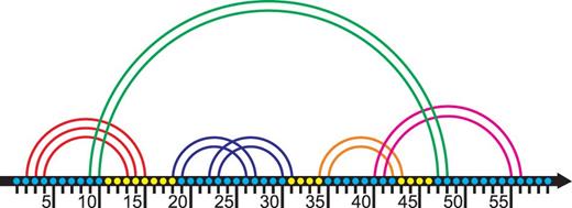 The stem H and its loop. Each base is represented with a dot; bases are enumerated from 1 to 57. Stems are represented with arcs. The stem H (in green) has the left wing at positions 9–10 and the right wing at positions 47–48. There are two H-ECR’s (see ‘Loops’ subsection below) inside H, the pseudoknotted nested ECR at positions 18–31, see blue arcs, and the ECR at positions 34–43, see the orange arc. The loop related to the stem H comprises positions 11–46 except at position lying inside H-related ECRs. Thus the loop of the stem H has the following structure: a side 11–17; a face of the pseudoknotted ECR {18, 31}, a side 32–33; a face of the stem {34; 43}, a side 44–46. Note that the side 11–17 contains a wing 13–15. Therefore the loop is a pseudoknotted multiple junction. The figure is prepared based on one of the figures from the website www.e-rna.org .