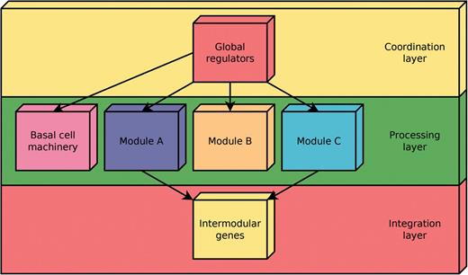 Common functional architecture identified by the NDA in bacteria. The functional architecture unveiled by the NDA is a diamond-shaped, three-layer, hierarchy, exhibiting some feedback between processing and coordination layers, which is shaped by four classes of systems-level elements: global transcription factors, locally autonomous modules, basal machinery and intermodular genes.