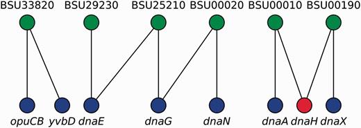 Gene names disambiguation algorithm. A bipartite graph models the equivalence relations between locus tags (upper nodes) and gene names (lower nodes). Canonical gene names and locus tags relate via vertical links, whereas diagonal links connect synonyms and locus tags. Mapping from gene names into locus tags can follow any vertical link but diagonal links are taboo (red node) except if node degree is exactly one (e.g. yvbD). In this example, opuCB, dnaE, dnaG, dnaN, dnaA and dnaX are solved via canonical gene names; yvbD is found to be a synonym for opuCB and both are the same gene; whereas dnaH cannot be solved because it exhibits degeneracy (node degree greater than one, and no vertical link denoting it as a canonical gene name).