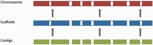 The genome assembly. Vertebrate genome assemblies usually comprise a number of possible layers of information. In most cases, sequenced reads will be assembled into contigs. Contigs are assembled into scaffolds based on linkage data (e.g. paired reads, or markers), and these scaffolds may be assembled to produce chromosomes.