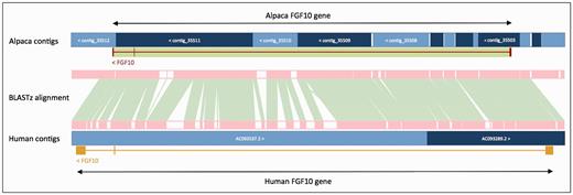 Projection of human FGF10 to alpaca. The FGF10 gene in alpaca was annotated by aligning the human and alpaca assemblies using BLASTz, and then projecting (copying) the human gene onto the alpaca genome. A novel structure, GeneScaffold_2975, was generated in the alpaca assembly by bringing together the shorter scaffolds that aligned to the human region containing the FGF10 gene.