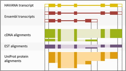 Sample transcript models with supporting evidence for untranslated regions (UTRs). This figure shows sample transcript models from HAVANA (yellow) and Ensembl (red) aligned with supporting evidence from cDNAs (green), ESTs (purple) and proteins (orange). Darker colors in the alignments correspond with exons. Unfilled boxes at the ends of the transcripts represent UTRs. Support for the UTRs comes from the aligned cDNAs and ESTs but not from the proteins.