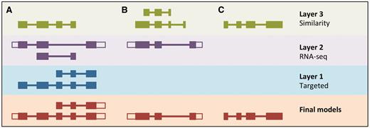 LayerAnnotation method. Candidate transcript models produced by each of the model-building pipelines are assigned varying levels of priority. In this example, models produced by the Targeted pipeline (which uses same-species protein data) are placed in Layer 1 and are therefore given preference over models with overlapping exons from the other model-building pipelines. Models produced using RNA-seq data are placed in Layer 2 and are given priority over those produced by the Similarity pipeline (which uses protein data from other species) in Layer 3. Final models indicate those selected for the final Ensembl gene set. ( A ) Candidate transcript models were produced by three model-building pipelines. The final protein-coding models were selected from Layer 1. Untranslated regions (unfilled boxes) were added from an RNA-seq model in Layer 2. The two transcript models will later be collapsed into a single gene model. ( B ) Layer 1 contains no model that overlaps with the model in Layer 2, and so the model in Layer 2 is the final model. ( C ) Layer 1 and Layer 2 contain no models that overlap with that in Layer 3, so the model in Layer 3 is selected as the final one.