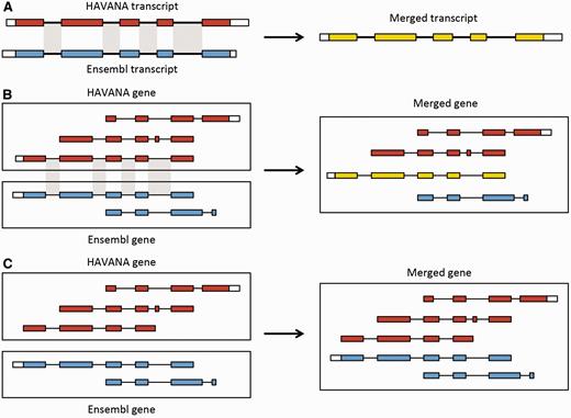 Merging gene and transcript models. For both Ensembl and HAVANA models, transcripts with overlapping exons are grouped together into genes. ( A ) If the intron–exon boundaries, excluding UTRs, of a transcript from HAVANA completely match those of one from Ensembl the result is a merged transcript model, which is always based on the HAVANA annotation. If the intron–exon boundaries do not completely match then the two models are treated as separate transcripts belonging to the same gene. ( B ) Exons for a HAVANA gene overlap with those for an Ensembl gene. All transcripts are grouped together in the same merged gene. The intron–exon boundaries for one HAVANA and one Ensembl transcript match perfectly so they are merged to create the merged transcript shown in yellow. ( C ) Exons for Ensembl and HAVANA transcripts overlap but there are no transcripts with complete matching intron–exon boundaries. We still group the transcripts together into a merged gene but no transcripts are merged.