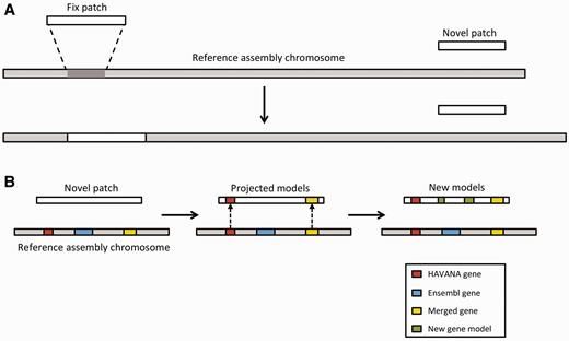 Annotation of patches. ( A ) Currently, we have two different types of patches: fix patches and novel patches. Both types are anchored to the assembly by shared sequence. Fix patches become part of the next major version of the assembly while novel patches remain as alternative sequence. ( B ) When annotating a novel patch, we first project gene models from the reference assembly. In this example, the HAVANA (red) and merged (yellow) genes are copied to the patch sequence. The Ensembl gene (blue) is not copied because the underlying genomic DNA is too different between the chromosome and the patch to enable the projection process. After projection, a patch will be annotated fully using the Ensembl annotation pipeline. In this case, two new gene models (green) have been annotated on the novel patch.
