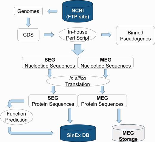 Bioinformatic pipeline outlining the strategy for SinEx DB construction. Ten sequenced mammalian genomes (see text for list) were downloaded from the FTP site in the NCBI web page (ftp://ftp.ncbi.nlm.nih.gov/genomes/). Nucleotide sequences were translated in silico to corresponding amino acids. Using Perl scripts and BioPerl Application Programming Interface (API) genes were parsed into single exon (SEGs) and multi-exon genes (MEGs). MEGs and annotated pseudogenes were binned and stored separately.