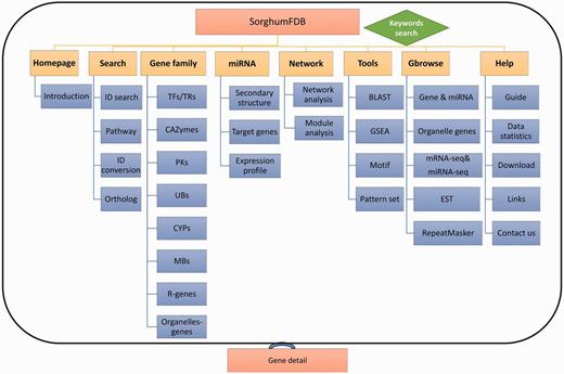 Overview of the sorghum database. The sorghum database has eight parts in total. The eight parts are shown in the picture as yellow rectangles, and the blue rectangles are the detailed classifications or annotations for the previous level. Finally, each part of the detailed information is linked to the gene annotation.