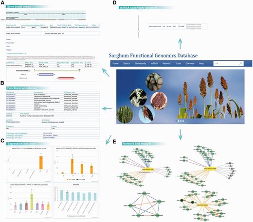 Detail information on the sorghum webpage. By searching with the gene Sobic.002G195400, we retrieved (A) the basic information on gene structure, location and sequence; (B) the GO, Uniprot, Panther and gene family annotations; (C) the expression patterns based on the data series GSE50464, GSE54705 and GSE49879, for different tissues, genotypes and treatments. (D) The secondary structure and complementary base pairing of miRNA sbi-miR396a. (E) The search results of Sobic.004G317000’s network and module 5.