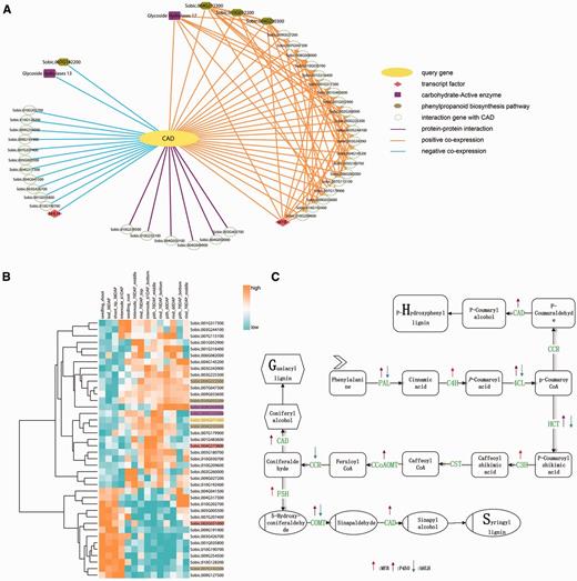 Network of the CAD gene Sobic.004G071000. (A) The CAD network. The query gene Sobic.004G071000 is highlighted by yellow, the blue line represents the negative co-expression of the conjoined gene, the orange line represents the positive co-expression of the conjoined gene, and the purple line indicates that the two nodes have a PPI relationship. The pink rhombus represents TFs. Here, one is MYB and the other is bHLH. The purple rectangles represent the carbohydrate-active enzyme family. The dark yellow hexagonal gene participated in phenylpropanoid biosynthesis pathway. (B) The transcriptome analysis of all of the CAD co-expression network genes. We selected the genotype type of PI455230 and different tissue, such as seed and leaf, and used cluster 3.0 software to illustrate the expression profile. We also highlighted the important genes of the network with the same colors as in Figure 3A. (C) The lignin pathway illustrates the biosynthesis process of the three kinds of lignin monomers, S-, G- and H-lignin. In the pathway, the related regulation factors, as found in published papers, are labeled with arrows. The up arrows represent up-regulation, while the down arrows represent down-regulation.