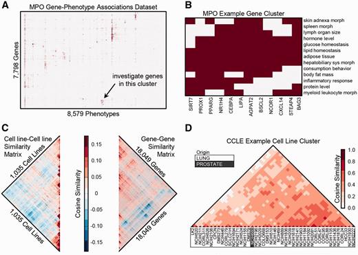 Hierarchical clustering of gene-term, term-term and gene-gene matrices. (A) Gene-phenotype associations from the MPO organized into a binary
matrix and clustered using hierarchical clustering. (B) Zooming into a
cluster of genes with similar associated phenotypes, filtered to show higher level
phenotypes associated with at least half of the genes in the cluster but no > 10%
of all genes. (C) The gene–gene and cell-line/cell-line similarity
matrices are from the CCLE gene expression dataset. Along the main diagonal of both
matrices, there are several distinct zones of high red intensity, indicating clusters
of cell lines with similar differentially expressed genes (DEGs) and clusters of genes
with similar patterns of expression across cell lines. (D) Zooming into
the lung cancer cell-lines cluster.