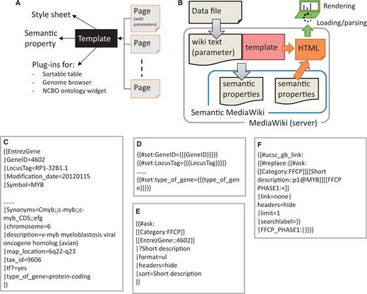 Implementation scheme of data model with SMW template. (A) Template dependencies. Each page in SSTAR use one or more template from SMW, the template points to different style sheets, calls semantic property and SSTAR plug-ins to deliver particular function. (B) Data flow from depositing the data file in MediaWiki server to render the page into the client. (C) Code snippet showing template call (EntrezGene) with the semantic properties to generate the page with EntrezGene:4602 http://fantom.gsc.riken.jp/5/sstar/EntrezGene:4602. (D) Statements in the ‘EntrezGene’ template to store template parameters as semantic properties. The statements will add the semantic properties ‘GeneID’, ‘LocusTag’ and ‘type_of_gene’. (E) An example of inline semantic query, retrieving the association between two categories (gene and CAGE peaks) and show the result in an unnumbered list. (F) An example of the inline semantic query modified to call SSTAR ucsc_gb_link function to provide the genomic view of the FFCP in UCSC genome browser.