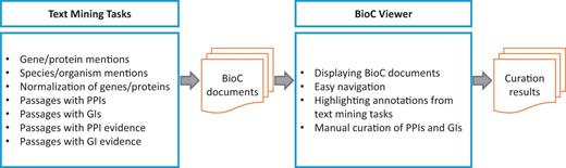 Workflow of the BioCreative V BioC track . Text mining systems first annotate PPI/GI passages as well as gene/protein/organism mentions appearing in full-text articles. After a merging process, BioC documents are imported to the visualization tool (BioC Viewer). Finally, BioGRID curators record PPI/GI pairs by using the BioC Viewer.
