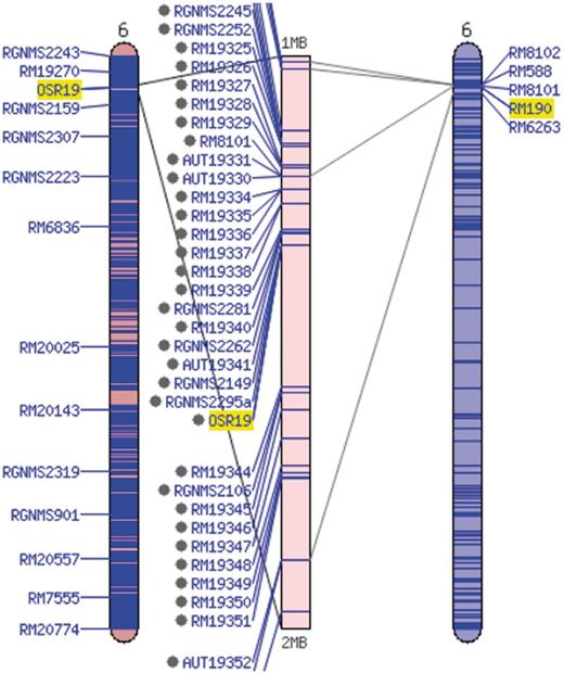 Comparative map viewer aligning the sequence-based maps of the Gramene SSR set (left) and the McCouch 2002 set (right).