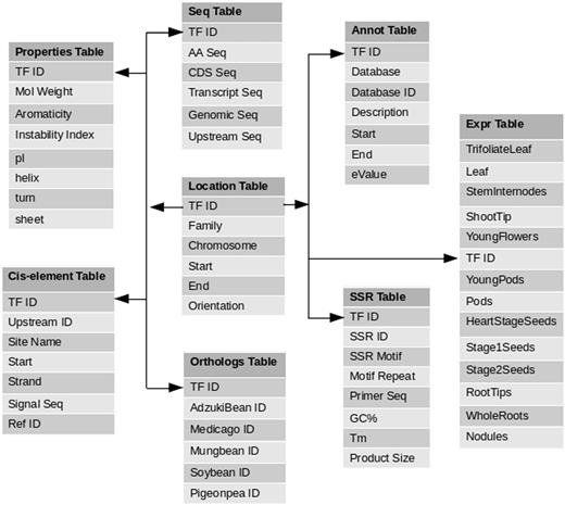 Database schema diagram of PvTFDB: this schema digram contains a total of eight tables which contains comprehensive information about each TF deposited in PvTFDB.
