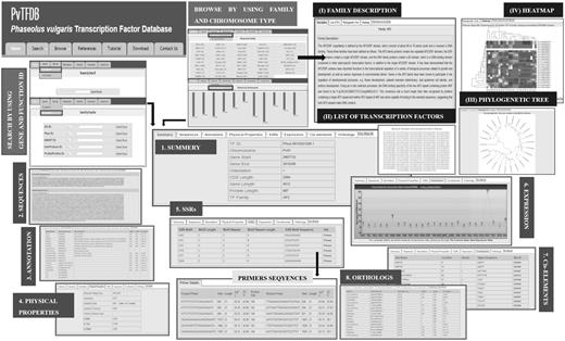 Pictorial representation of search and browse options with results of PvTFDB: the figure presents how the database can be searched/browsed to find out the details of each TF deposited in PvTFDB and are (i) Search by gene ID or function, (ii) Browse by TF family or by Chromosome. All these options gives comprehensive information about each TF. For complete description of each option, please go through the ‘Tutorial’ tab in the database.