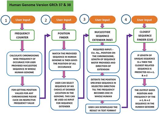 Workflow of the USP program. To predict the unique sequence for a given DNA binding motif the USP makes use of four different programs namely Frequency Counter, Position Finder, Nucleotide Sequence Extender and Closest Sequence Finder. All the four programs run in a stepwise manner but can also be used as independent tools. The same has been shown in this flowchart.