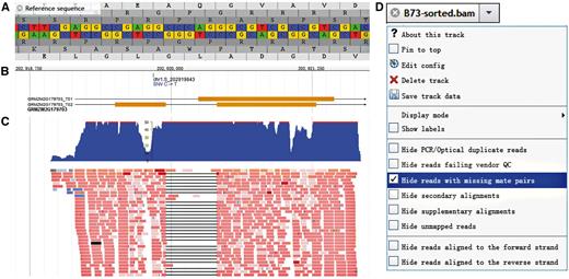 Genome Browser embedded in MODEM. (A) Sequence and six possible reading frames along the reference. (B) Gene and transcripts structure and SNP index, take GEMZM2G179703 as an example. (C) Original reads and coverage distribution of the gene referred above. (D) More options for each track in the drop-down menu, take BAM track as example.