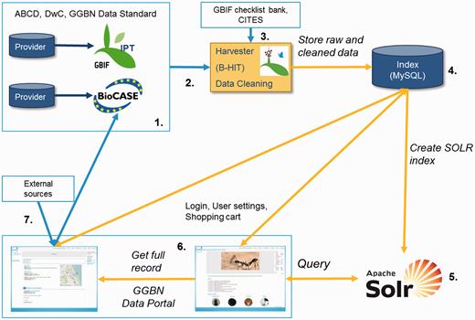 Implementation of the GGBN Data Standard within the GGBN Data Portal. ( 1 ) Data are provided by our members by using the GGBN Data Standard with BioCASe or IPT. ( 2 ) Harvesting of records with B-HIT occur in compliance with mandatory and highly recommended terms defined by GGBN. ( 3 ) Scientific Names are checked against the GBIF checklist bank ( http://www.gbif.org/dataset/search?type=CHECKLIST ) and CITES (Convention on International Trade in Endangered Species of Wild Fauna and Flora, https://www.cites.org/ ). In addition to the ( 4 ) MySQL database of B-HIT a ( 5 ) SOLR instance ( http://lucene.apache.org/solr/ ) is used to speed up queries. Finally, ( 6 ) the full record is displayed in the portal with all GGBN Data Standard terms provided by the respective repository as well as associated voucher specimen information, multimedia data, and related information from ( 7 ) external sources such as GBIF and INSDC.