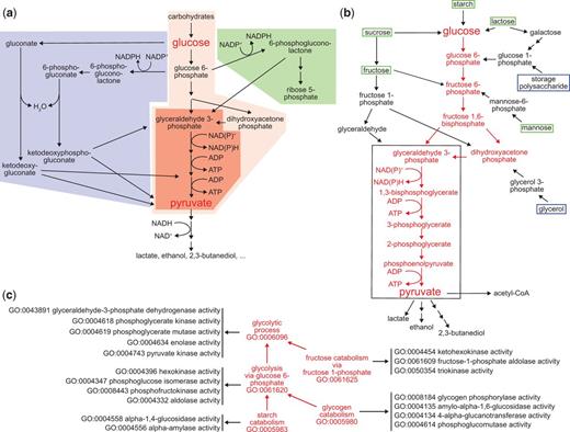 Pathways for carbohydrate catabolism. (a) Three evolutionarily old and interrelated processes, the Entner-Doudoroff pathway (blue), glycolysis (red) and the pentose phosphate pathway (blue) convert carbohydrates to pyruvate, yielding both energy as ATP and reducing equivalents, and pyruvate and other small molecules that can be further catabolized or consumed as biosynthetic intermediates. The very well conserved core pathway of glycolysis is highlighted with intense red shading. (b) The molecules and reactions that make up canonical glycolysis, the conversion of glucose to pyruvate, are shown in red. Reactions found in diverse taxa that bring other carbohydrates into this process are shown in black, as are three examples of fermentation of pyruvate and its oxidative decarboxylation to acetyl-CoA, at the bottom of the diagram. Boxes distinguish carbohydrate substrates that a mammal typically recovers from the environment (green) from ones synthesized internally (blue). The black outline identifies the core group of molecules and reactions shared by all glycolytic pathways, which differentiate them from other metabolic processes. (c) The kinds and components of glycolytic catabolism can be represented as an ontology. Glycolytic pathways (processes) are related to a core glycolytic process by is_a relationships (red arrows). Each form of glycolytic process has as parts (black arrows) specific Molecular Functions that define it and distinguish it from other forms of glycolysis. Core glycolysis and four other terms are shown; a complete set of process terms with the is_a relationships for each is given in Supplementary Table S1.