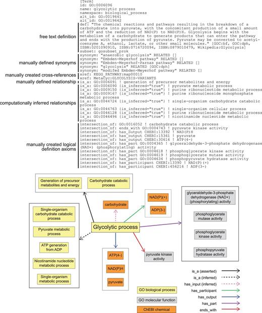 GO definition of ‘glycolytic process’ (GO:0006096) in OBO format. Key elements include a free text definition and synonyms, manually composed by a human expert curator, manually identified cross-references to representations of this process in other databases, a manually identified relationship to a parental GO Biological Process term, computationally inferred relationships to parental GO Biological Process terms (is_inferred=‘true’), and manually identified assertions that collectively are sufficient to identify this process and distinguish it from all other Biological Processes in GO (intersection_of). The lower panel graphically represents the elements of the definition and their relationships to one another.