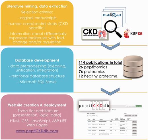 Steps followed in the database development workflow.