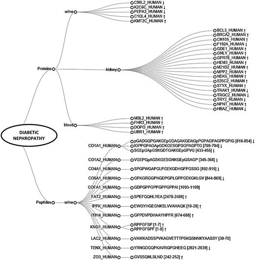 Dendrogram representing peptides and proteins found differentially expressed in different sample types (urine, blood, kidney) and identified as uniquely associated with diabetic nephropathy (DN). Arrows represent reported regulation between cases and controls (↑ -upregulation, ↓ -downregulation).