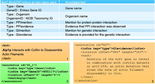 Summary of annotations in the BioC-BioGRID corpus. The table in the top panel lists all types of annotation infons as key:value pairs, along with a short description of what each annotation describes. The bottom panel consists of three text boxes. Text box number 1 contains an example of text from a passage in a document from the corpus. Text box number 2 shows an annotation in that passage for the gene name and its GeneID. Text box number 3 contains an annotation for a GI evidence passage.