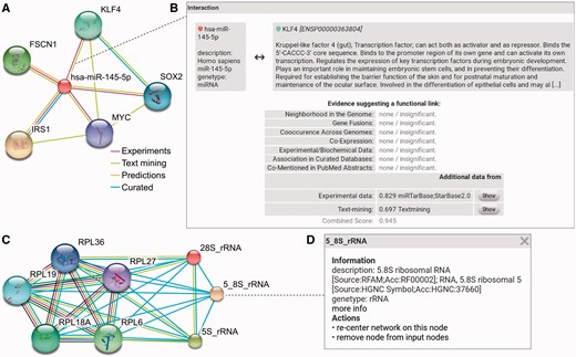 RAIN use case. (A) Querying RAIN for human miR-145-5p (miR-145), suggested to act as tumor-suppressor in breast and colon cancer (40, 41), finds multiple oncogenes such as KLF4 and SOX2 (42, 43) as putative targets of miR-145. Evidence channels supporting each interaction are encoded as edge colors. (B) Sources of evidence for each association, e.g. between miR-145 and KLF4, are presented in a pop-up opened after clicking an edge in the network. RAIN confidence scores are collected in the ‘Additional data’ table. Information about KLF4 is provided by STRING. Clicking the ‘Show’ button leads to a website that links to research articles presenting experimental evidence and displaying detailed text mining evidence, where available. (C) In contrast to single identifier search (A), the RAIN multiple identifier search can be used to specifically view interactions between three ribosomal RNAs (28S_rRNA, 5_8S_rRNA, 5S_rRNA) and a subset of five ribosomal proteins part of the large ribosomal subunit. These interactions were extracted from Reactome (10) or found by text mining. (D) Clicking an ncRNA node in the network opens a popup with basic information about the ncRNA, e.g. 5.8S rRNA.