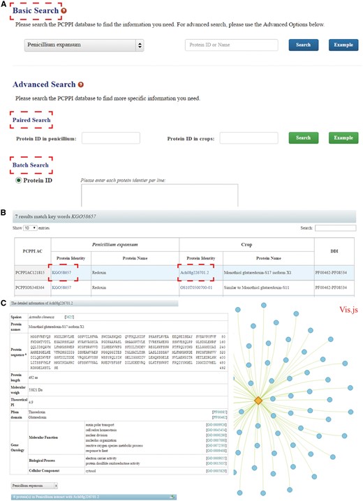 The search functions of PCPPI database. (A) Three search categories for querying. (B) The results are shown in a tabular format. Users can visualize the detailed information by clicking on the Proteins ID in P. expansum and/or crops. (C) The detailed information for each interacting protein.