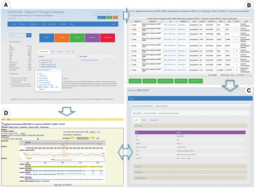 Highlights of the Homepage, Search and Gene Overview pages of SilkPathDB. (A) The SilkPathDB homepage with direct access to search, analysis tools and data for each organism. (B) An example of search results presented in a table that can be sorted, filtered and further analyzed. (C) Feature details including overview, location, GO and subcellular localization. (D) The SilkPathDB genome browser, from which feature details can be graphically viewed.
