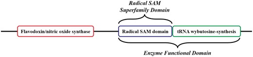 Cartoon version of the domain architecture of UniProtKB Q8H8N3 (S-adenosyl-L-methionine-dependent tRNA 4-demethylwyosine synthase). The full-length sequence includes three domains; the Radical Sam SF (RSS) domain in the blue box is the SFD common to all members of the RSS. The tRNA wybutosine-synthesis domain (green box) and the RSS domain together make up the EFD, as both are required for the function of Q8H8N3. The tRNA wybutosine-synthesis domain is not included in the SFD and is not homologous with it (i.e., the domain is from a different SF). Although it is part of this full-length protein Q8H8N3, the flavodoxin/nitric oxide synthase domain (red box) is not required for the annotated function of the EFD, nor is it part of the SFD common to all other members of the SF (i.e. the domain is from a third SF).
