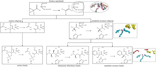 Example of the conserved chemical capabilities of the enolase SF, showing only two subgroups (enolase and mandelate racemase) and three families, enolase (from the enolase subgroup), rhamnonate dehydratase and mandelate racemase (both from the mandelate racemase subgroup). Conserved residues are shown as a chemical substructures when they are involved in bond changes and as three-letter codes when they are essential to function but not directly involved in the bond changes. The structures in the dashed-line boxes represent the conserved active site features. The top structural superimposition has the conserved metal binding ligands (and divalent metal cation) shown with a different colour for each subgroup in the SF (PDBs: 2mnr, 2xsx, 3fyy, 4dye, 3qke, 1kcz and 2qvh). The middle image shows a superposition of residues conserved in all families in the subgroup in available crystal structures (PDBs: 2hne, 1tzz, 2mnr, 3box and 3cb3). The SF-conserved residues are shown in cyan and the subgroup-conserved residues in yellow. The bottom image is for the mandelate racemase family (PDB:2mnr) only and shows the family-specific residues in red, SF in cyan and subgroup in yellow.
