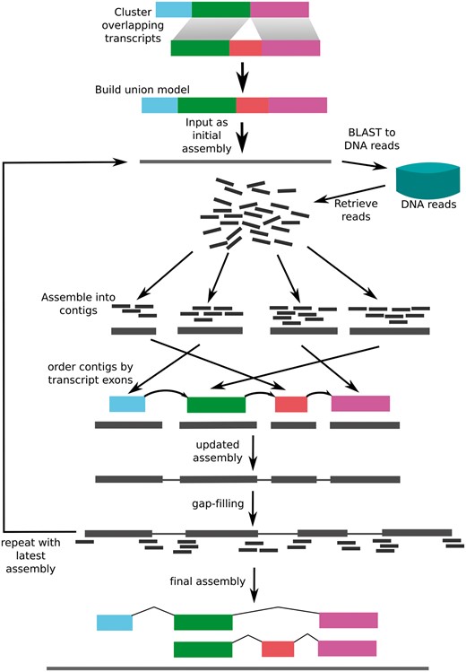 The transcriptome-guided Assembly (TGA) pipeline. Transcripts are combined to form a union model consisting of all exons present for each isoform. The resulting sequence is used as the initial “assembly.” The assembly is aligned to the DNA reads using BLAST, and all aligning reads are retrieved. The Reads are assembled using Velvet, and ordered according to the order of the corresponding exons in the transcript models. After gap filling, this process is repeated until subsequent applications do not change the assembly.