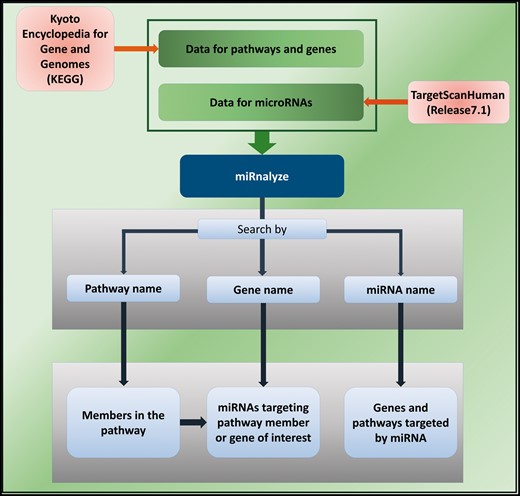 The schematic representation of miRnalyze.