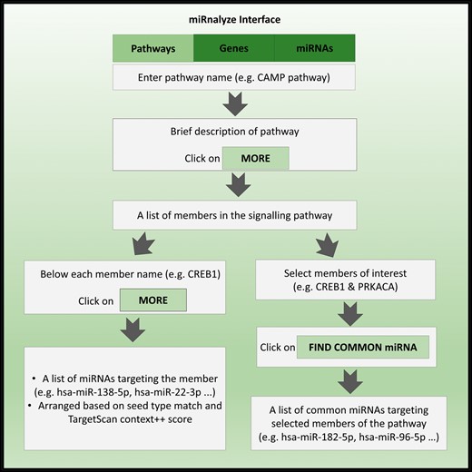 The miRnalyze workflow.