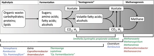 Basic outline of the carbon flow for the anaerobic digestion process. A selection of organisms found to be abundant in Danish systems that are associated with these process steps are listed for each (indicated by brackets, broken lines indicate uncertainty about the pathway in these organisms). Font colour indicates their niche system (green = mesophilic ADs; burgundy = thermophilic ADs; black = both mesophilic and thermophilic ADs; blue = abundant in both AS and recipient ADs).