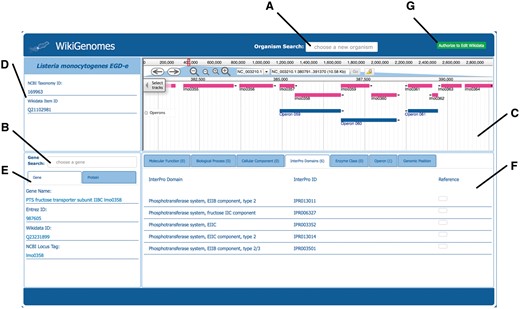 Overview of the WikiGenomes interface. (A) The ‘Organism Search’ form selects the organism and populates the main page of the application with data specific to that organism. (B) The ‘Gene Search’ form loads data for a selected gene/protein. (C) Genome the WikiGenomes genome browser is an instance of JBrowse, a high-performance, web-based, client-side genome browser that currently displays gene and operon tracks. (D) Organism The ‘Organism Box’ displays the name of the selected organism and basic core identifiers (hyperlinked to their respective database entries). These include the Wikidata ‘QID’, and the taxonomy ID from NCBI’s Taxonomy Database. This content window is where any type of metadata about the organism will be added as it becomes available in Wikidata (e.g. morphology, lifestyle, Gram staining, disease associations, drugs that have action against it). (E) Gene/Protein the ‘Gene/Protein’ content window displays the gene name and basic identifiers for the currently loaded gene and gene product in a tabbed view. The ‘Gene’ tab includes the NCBI Entrez ID, the Wikidata QID, and the NCBI Locus Tag (a core identifier for bacterial genes). The ‘Protein’ tab contains the UniProt ID, NCBI RefSeq Protein ID and Wikidata QID. These are the core identifiers required for the current data model in Wikidata, but as more and more mapped identifiers from different resources are added to Wikidata, they will be displayed here. (F) Annotations The annotations that have been curated in Wikidata for the currently loaded Gene/Protein are displayed in the content window in the bottom right corner of the application, separated and organized by navigation tabs. The tabs represent the domains of annotations that are pulled from various resources into Wikidata for bacterial genes and proteins. Currently, annotation types include Molecular Function, Biological Process, Cellular Component, InterPro Domain, Operon, Enzyme Commission Number and Genomic Position. Each annotation type displays its own relevant information consisting of hyperlinked database identifiers, the hyperlinked Wikidata identifier, the annotation itself, and (if appropriate) genomic coordinates of the annotation (which are also rendered in the genome browser). All annotations are linked to references retrieved from their underlying Wikidata statements. (G) Authorize to Edit Button. This button redirects to WikiMedia.org login where the user can user login to their Wikidata account and authorize WikiGenomes to make edits using their credentials.