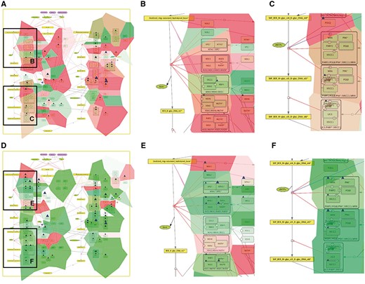 Comparison of base excision repair module regulation in two cancer types. Expression and mutation data from cBioPortal has been displayed on the BER module map using the pre-defined display mode as detailed in Table 1. The values represent average for all samples available in each dataset (A) BER in adenocortical carcinoma (B) Zoom in on initial steps of BER in adenocortical carcinoma, (C) Zoom in on execution step of BER in adenocortical carcinoma, (D) BER in ovarian serous cystadenocarcinoma, (E) Zoom in on initial steps of BER in ovarian serous cystadenocarcinoma, (F) Zoom in on execution step of BER in ovarian serous cystadenocarcinoma.