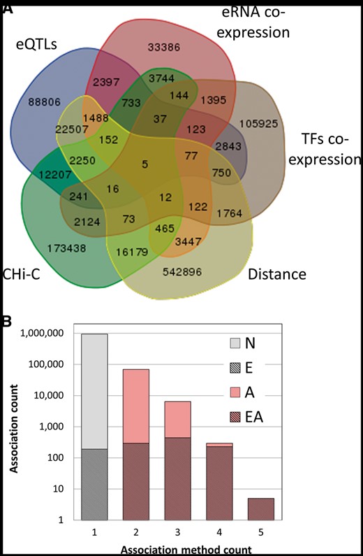 GeneHancer enhancer–gene associations. (A) Venn diagram of the 1 019 746 enhancer–gene pairs, grouped by the five distinct association methods. (B) Dependence of the count of gene–enhancer associations on the number of the relevant supporting methods. Gray, associations supported by one method only; pink, associations supported by multiple methods (elite associations); hatched, elite enhancers, with their proportion in each bin shown in a linear scale. ‘N’, no elite status; ‘E’, elite enhancer only (38% of total associations supported by one method); ‘A’, elite association only; ‘EA’, both elite enhancer and elite association (double elite). The proportions for double elite are 51%, 70%, 96%, 100% for method count 2, 3, 4 and 5, respectively.