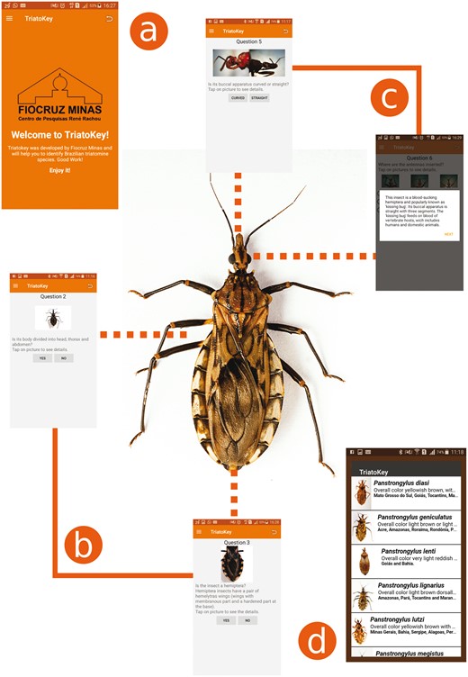TriatoKey is an interactive tool that employs characteristics of a dichotomous and pictorial key to support the identification of Brazilian species of triatomines (the vectors of T. cruzi). In (a), the first screen of TriatoKey presenting multi-language options; In (b), sequential steps employed in order to identify the bug; In (c), key points associated to hematophagous hemiptera and genera identification (throughout of buccal apparatus and morphological location of bug antennae); and in (d), final screen of TriatoKey presenting the potential species matching the bug description.