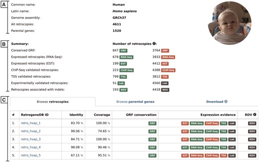 Selected species summary. This page provides a list of all retrocopies and parental genes together with access to the data download section. It also displays, whenever applicable, an overall view of the expression data. The page contains the following sections: (A) Basic information; (B) Summary, which lists the number of retrocopies supported by the additional data indicated by badge; and (C) Browse retrocopies, parental genes and download tabs.